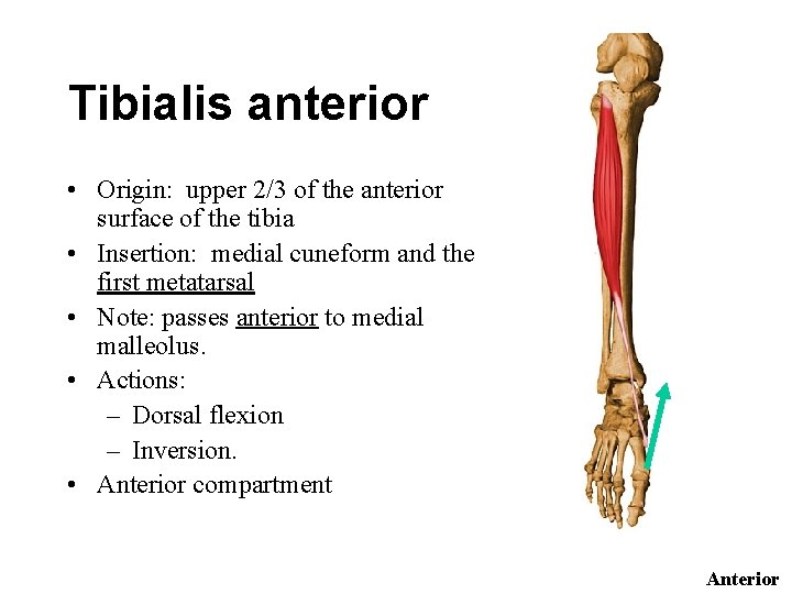 Tibialis anterior • Origin: upper 2/3 of the anterior surface of the tibia •