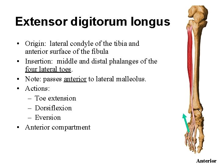 Extensor digitorum longus • Origin: lateral condyle of the tibia and anterior surface of
