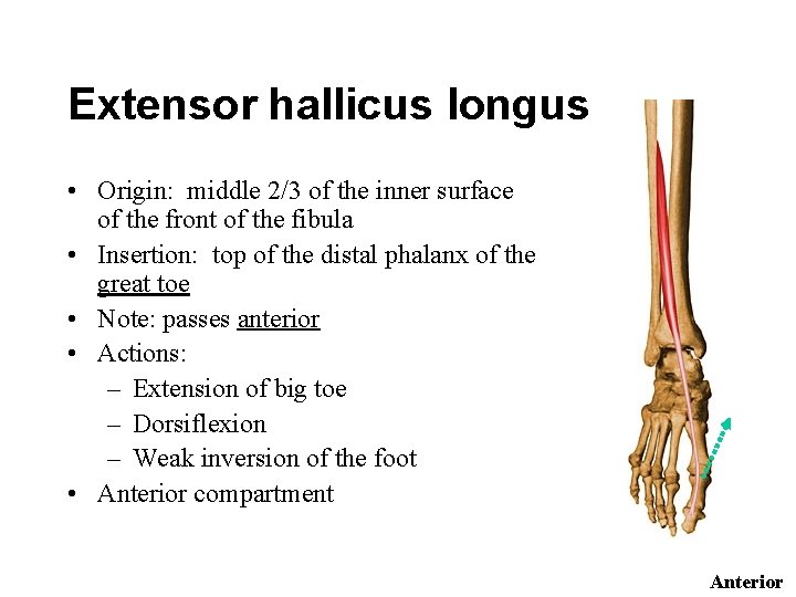 Extensor hallicus longus • Origin: middle 2/3 of the inner surface of the front
