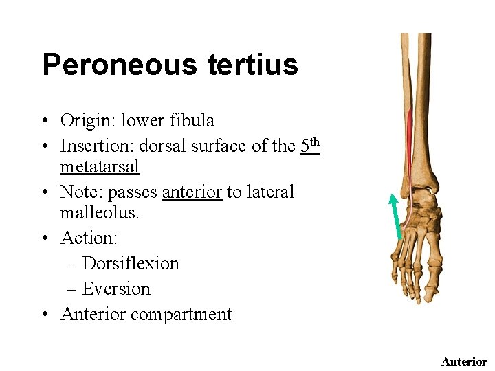 Peroneous tertius • Origin: lower fibula • Insertion: dorsal surface of the 5 th