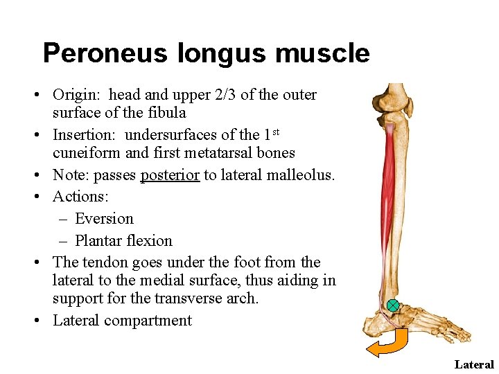 Peroneus longus muscle • Origin: head and upper 2/3 of the outer surface of