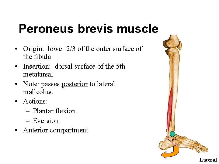 Peroneus brevis muscle • Origin: lower 2/3 of the outer surface of the fibula