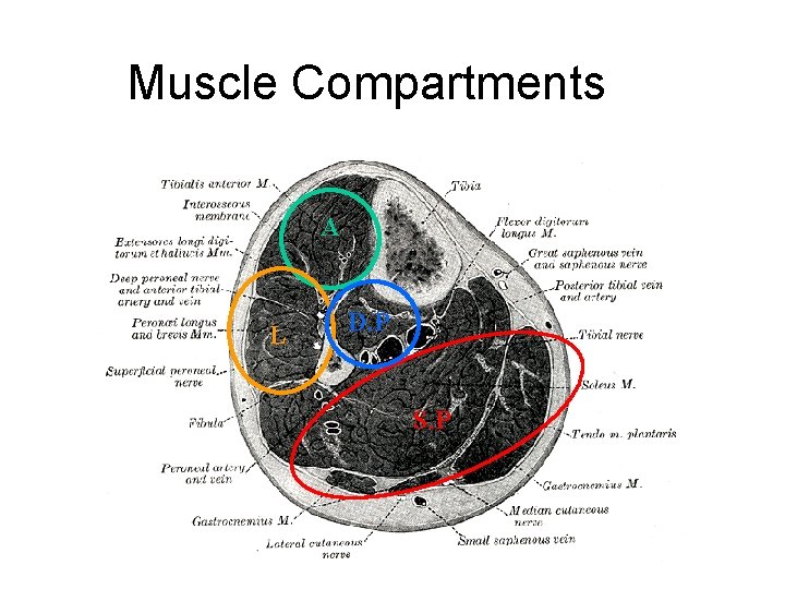 Muscle Compartments A L D. P S. P 