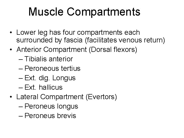 Muscle Compartments • Lower leg has four compartments each surrounded by fascia (facilitates venous