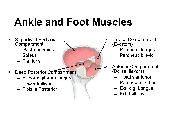 Ankle and Foot Muscles • Superficial Posterior Compartment – Gastrocnemius – Soleus – Plantaris