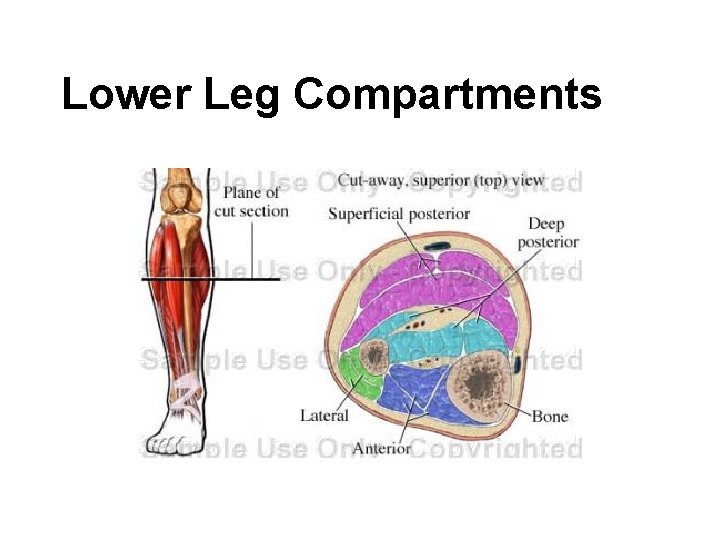 Lower Leg Compartments 