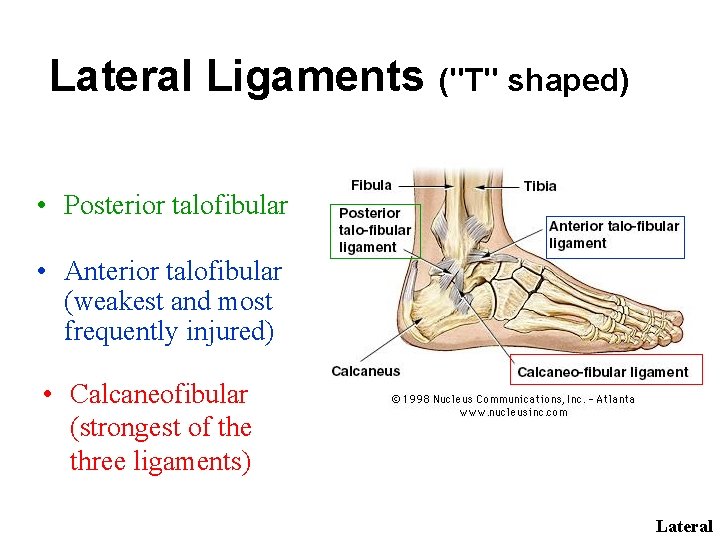Lateral Ligaments ("T" shaped) • Posterior talofibular • Anterior talofibular (weakest and most frequently
