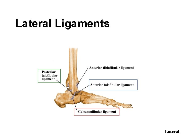 Lateral Ligaments Lateral 