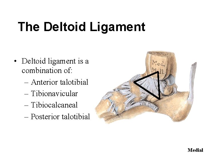 The Deltoid Ligament • Deltoid ligament is a combination of: – Anterior talotibial –