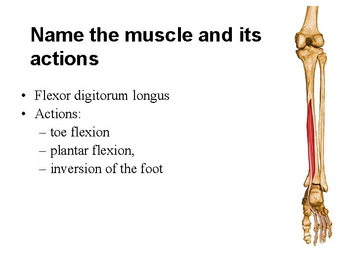 Name the muscle and its actions • Flexor digitorum longus • Actions: – toe