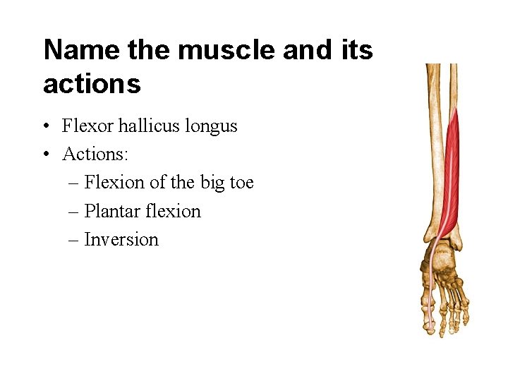 Name the muscle and its actions • Flexor hallicus longus • Actions: – Flexion