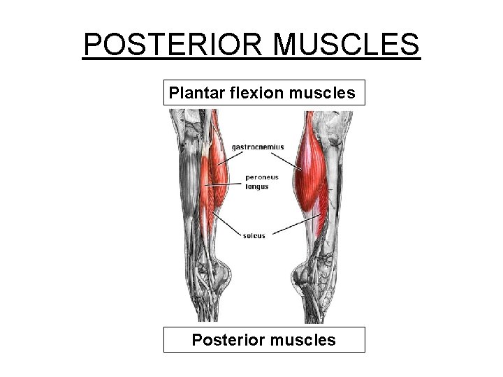 POSTERIOR MUSCLES Plantar flexion muscles Posterior muscles 