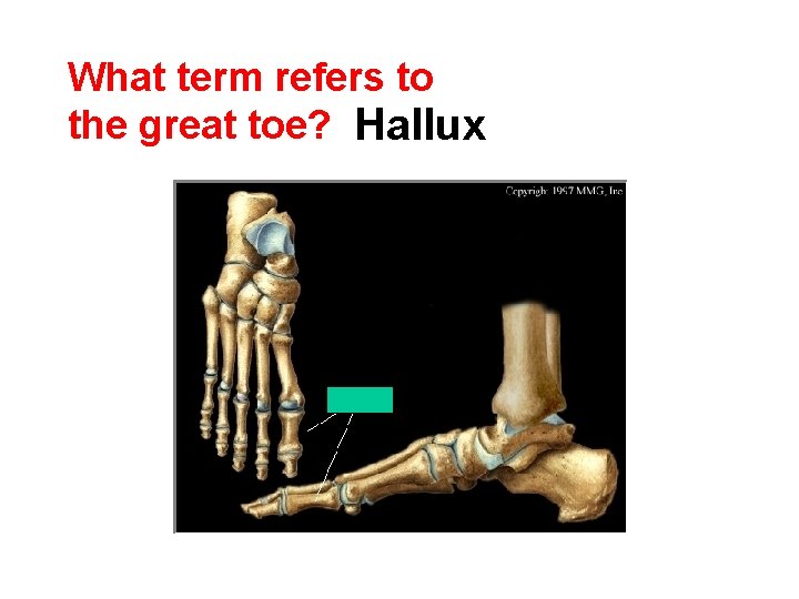 What term refers to the great toe? Hallux 