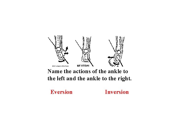 Name the actions of the ankle to the left and the ankle to the