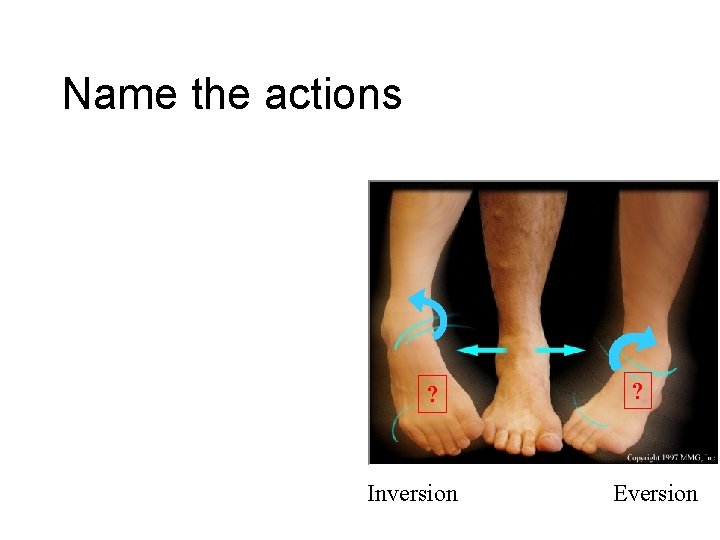 Name the actions ? Inversion ? Eversion 