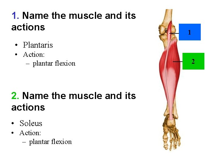 1. Name the muscle and its actions 1 • Plantaris • Action: – plantar