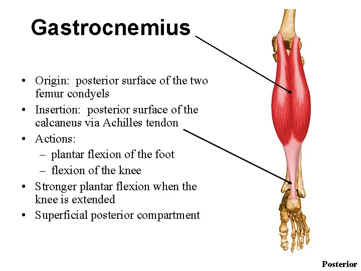 Gastrocnemius • Origin: posterior surface of the two femur condyels • Insertion: posterior surface