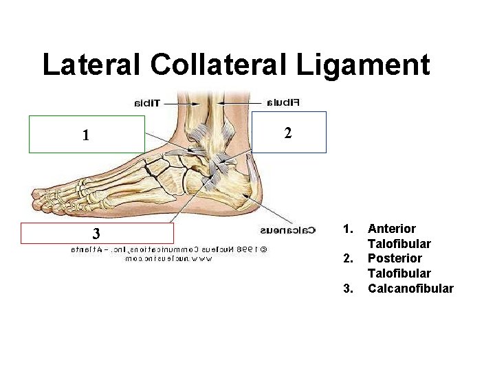 Lateral Collateral Ligament 2 1 3 1. 2. 3. Anterior Talofibular Posterior Talofibular Calcanofibular