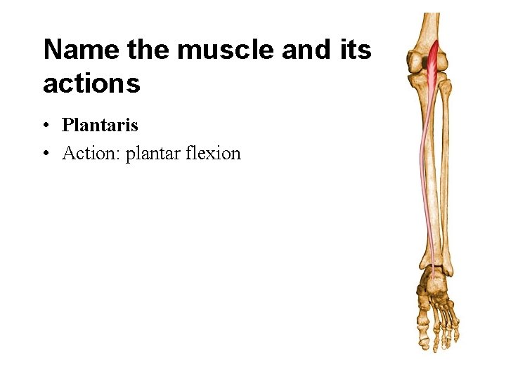 Name the muscle and its actions • Plantaris • Action: plantar flexion 