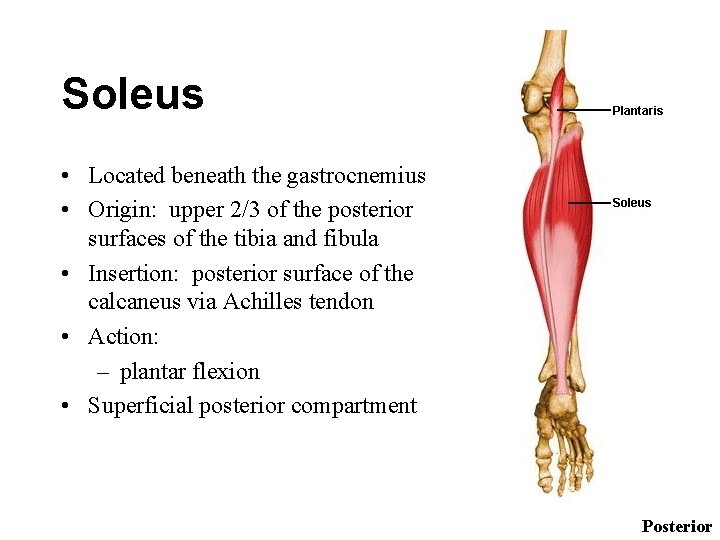 Soleus • Located beneath the gastrocnemius • Origin: upper 2/3 of the posterior surfaces