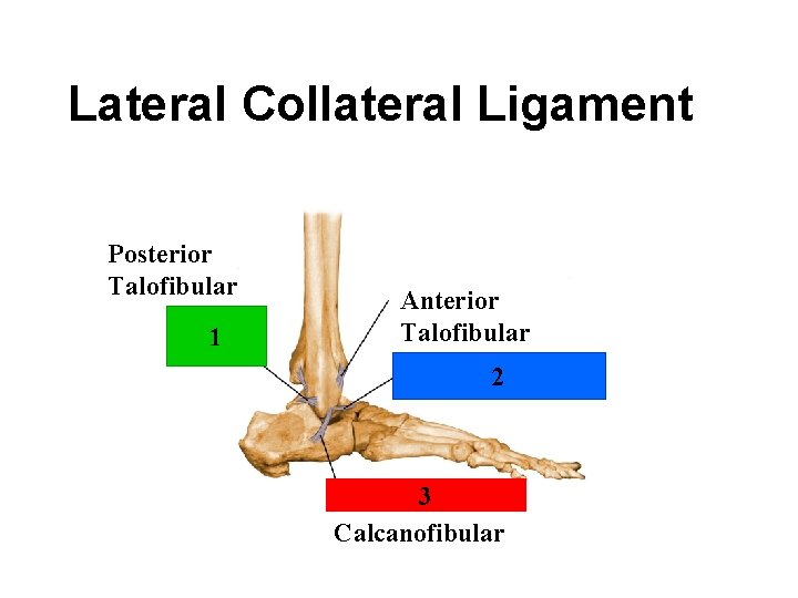 Lateral Collateral Ligament Posterior Talofibular 1 Anterior Talofibular 2 3 Calcanofibular 