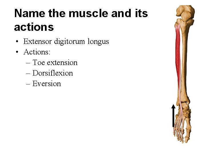 Name the muscle and its actions • Extensor digitorum longus • Actions: – Toe