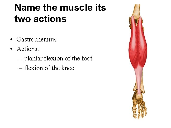 Name the muscle its two actions • Gastrocnemius • Actions: – plantar flexion of