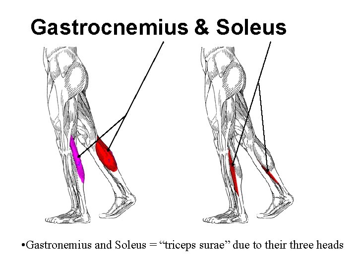Gastrocnemius & Soleus • Gastronemius and Soleus = “triceps surae” due to their three