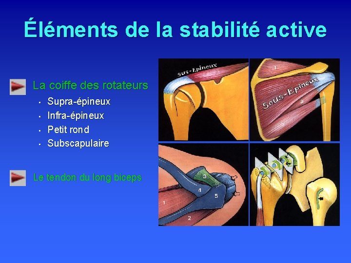 Éléments de la stabilité active La coiffe des rotateurs • • Supra-épineux Infra-épineux Petit