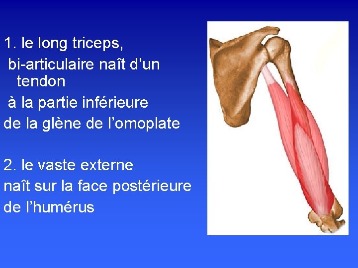 1. le long triceps, bi-articulaire naît d’un tendon à la partie inférieure de la