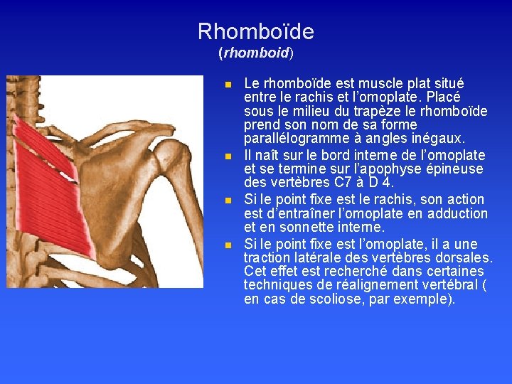 Rhomboïde (rhomboid) n n Le rhomboïde est muscle plat situé entre le rachis et