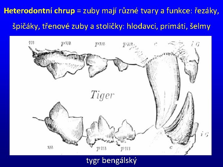 Heterodontní chrup = zuby mají různé tvary a funkce: řezáky, špičáky, třenové zuby a