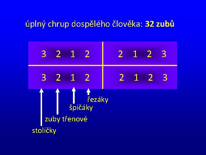 úplný chrup dospělého člověka: 32 zubů 3 2 1 2 3 řezáky špičáky zuby
