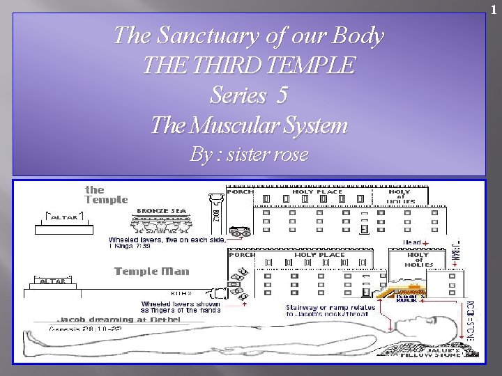 1 The Sanctuary of our Body THE THIRD TEMPLE Series 5 The Muscular System