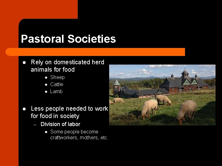 Pastoral Societies l Rely on domesticated herd animals for food l l Sheep Cattle