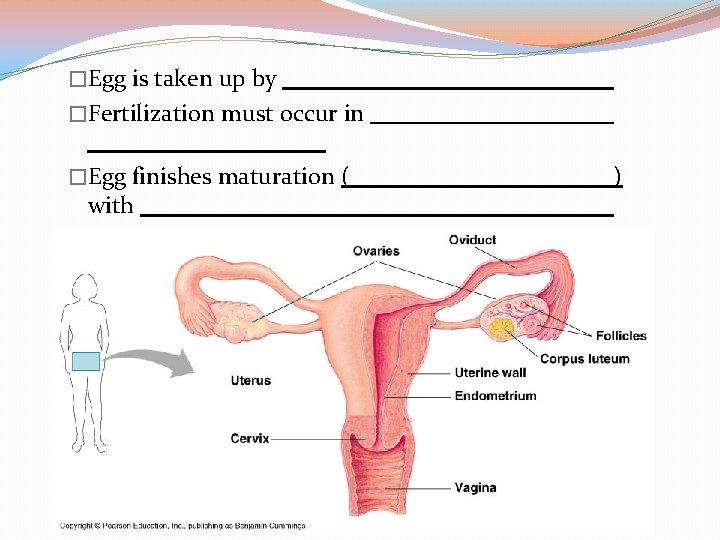 �Egg is taken up by �Fertilization must occur in �Egg finishes maturation ( with