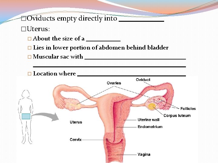 �Oviducts empty directly into �Uterus: � About the size of a � Lies in