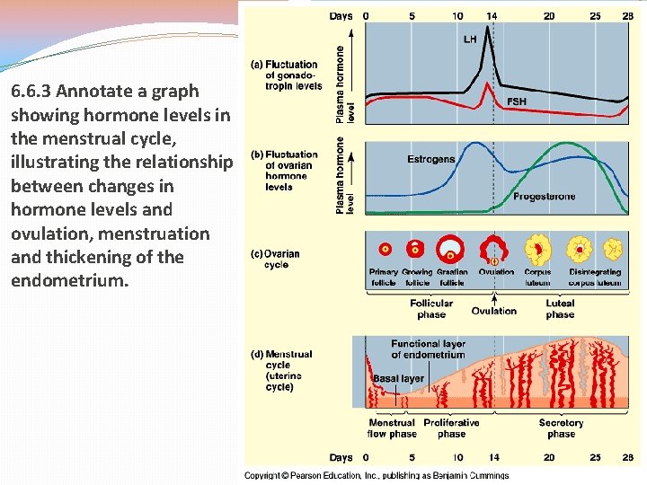 6. 6. 3 Annotate a graph showing hormone levels in the menstrual cycle, illustrating