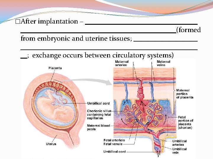 �After implantation – from embryonic and uterine tissues; ; exchange occurs between circulatory systems)