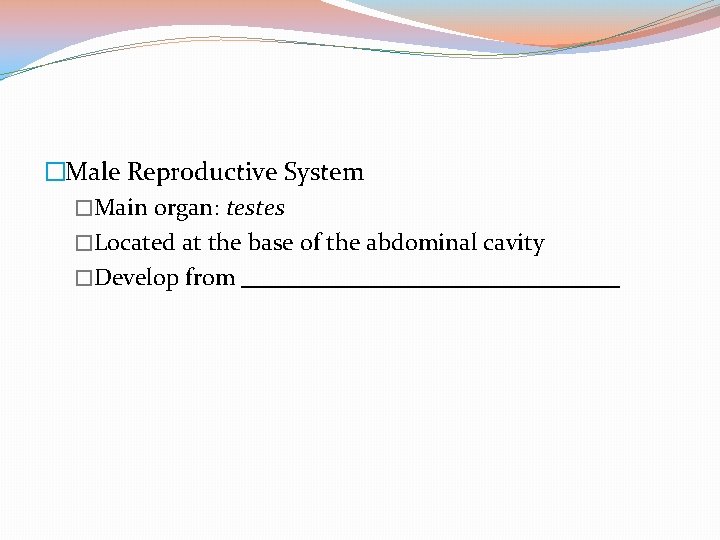 �Male Reproductive System �Main organ: testes �Located at the base of the abdominal cavity