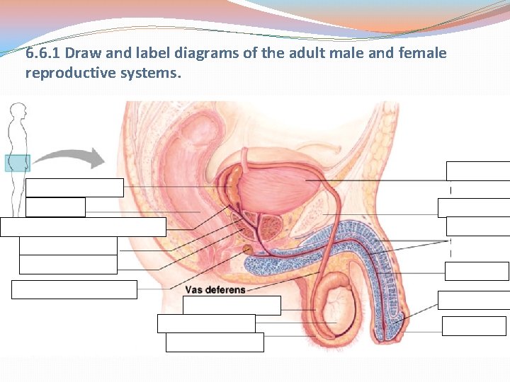 6. 6. 1 Draw and label diagrams of the adult male and female reproductive
