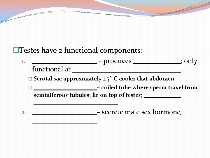 �Testes have 2 functional components: 1. – produces functional at � Scrotal ; only.