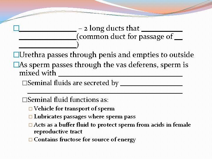 – 2 long ducts that (common duct for passage of ) �Urethra passes through