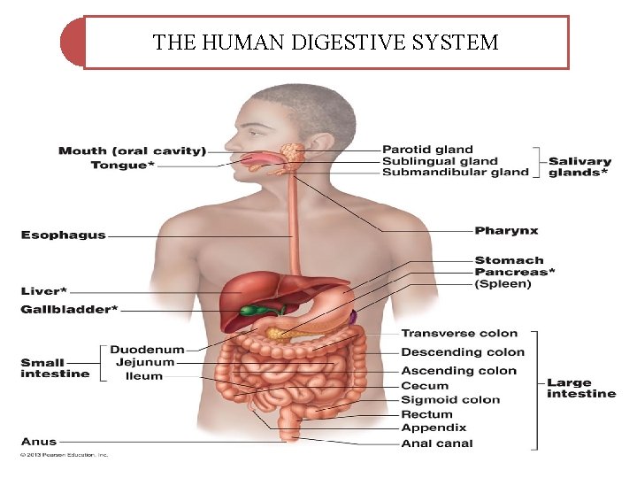 THE HUMAN DIGESTIVE SYSTEM 