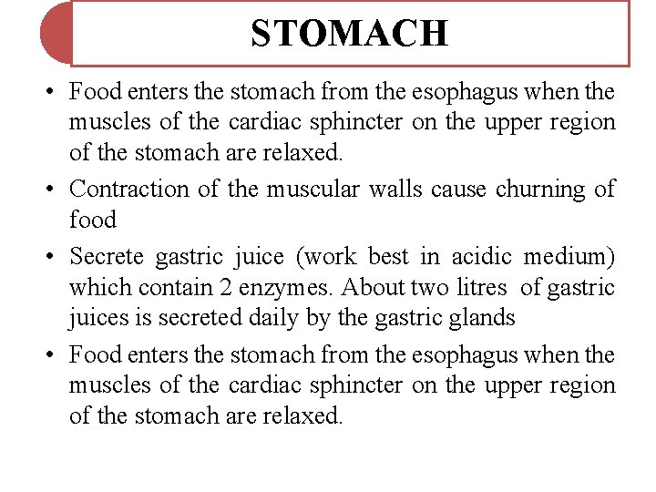 STOMACH • Food enters the stomach from the esophagus when the muscles of the