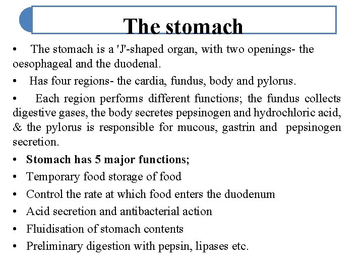 The stomach • The stomach is a 'J'-shaped organ, with two openings- the oesophageal