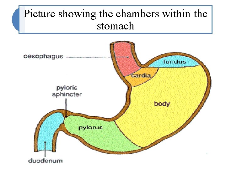 Picture showing the chambers within the stomach 