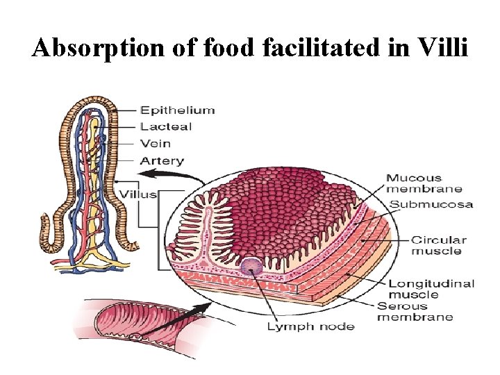 Absorption of food facilitated in Villi 