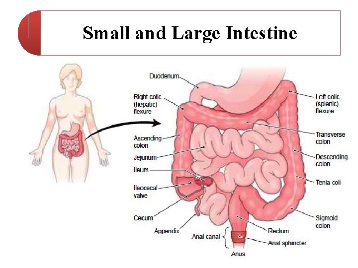 Small and Large Intestine 