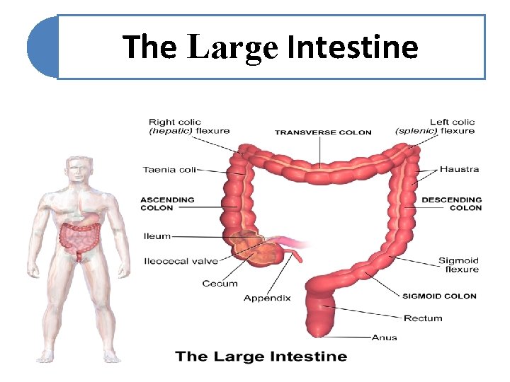 The Large Intestine 